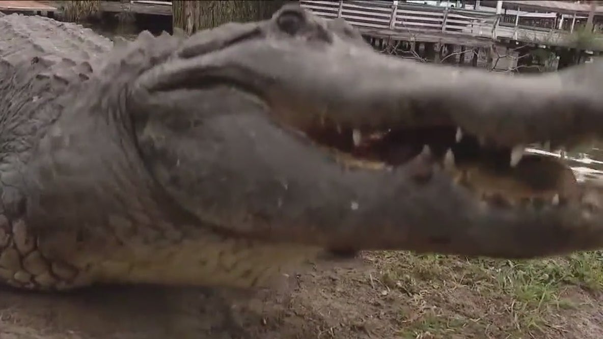 Trapper injured in gator attack